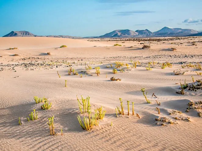 Grandes plages de sable de Corralejo